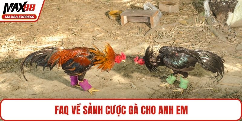 FAQ về sảnh cược gà cho anh em