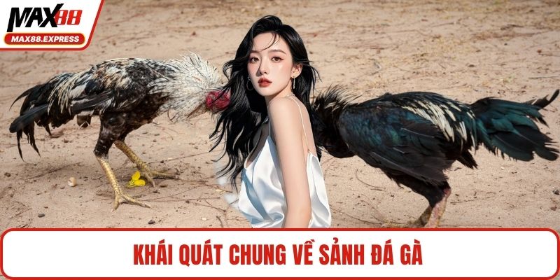 Khái quát chung về sảnh đá gà