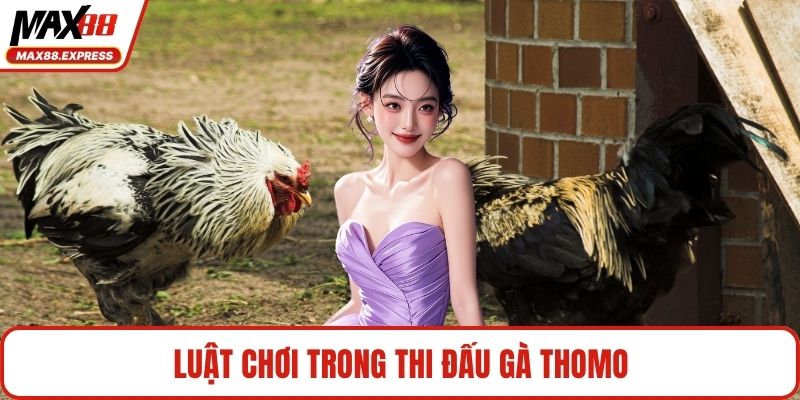 Luật chơi trong thi đấu gà Thomo